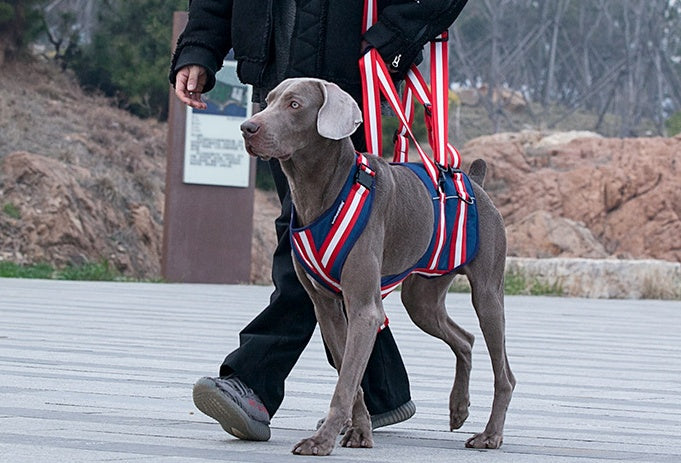 Elderly Dogs Harness